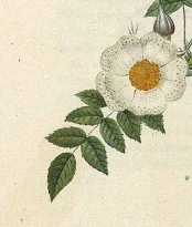 Botanical Collection